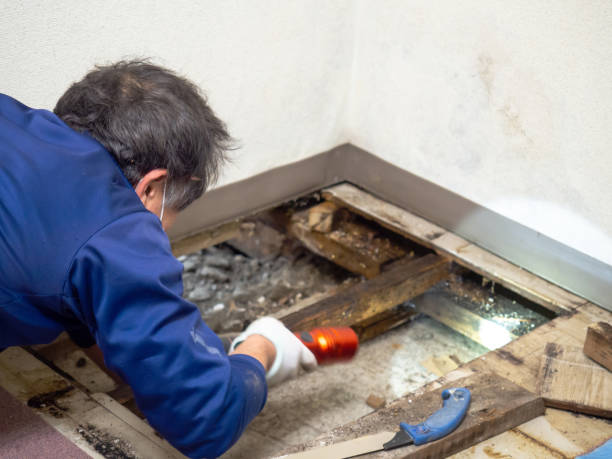 Best Emergency Mold Removal  in Wfield, IN