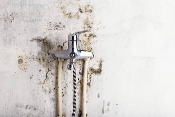 Best Commercial Mold Removal  in Wfield, IN