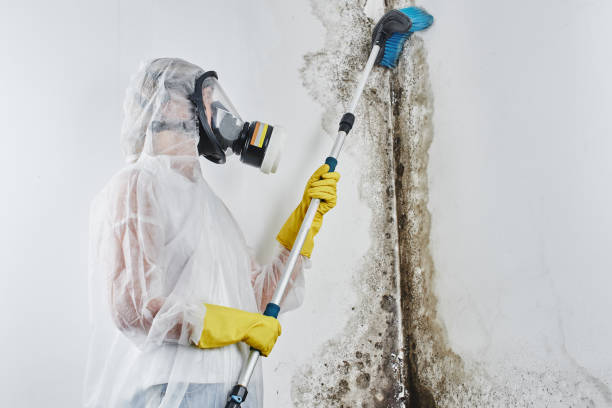 Best Attic Mold Removal  in Wfield, IN