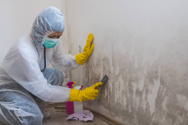 Best Certified Mold Removal  in Wfield, IN