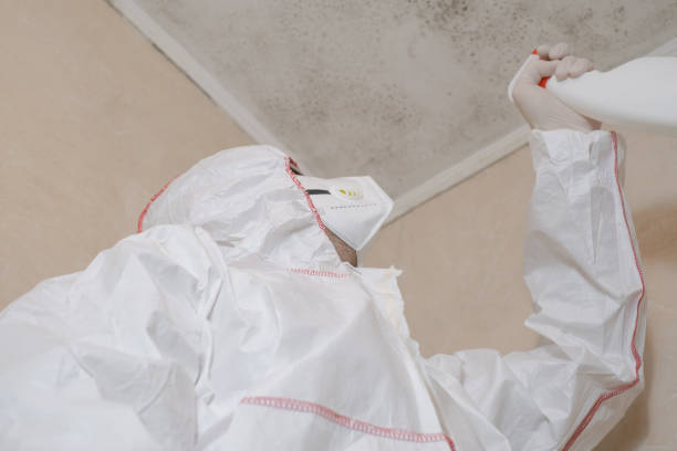 Attic Mold Removal in Winfield, IN