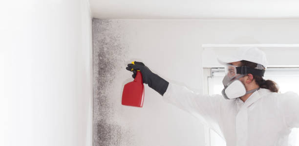 Best Crawl Space Mold Removal  in Wfield, IN