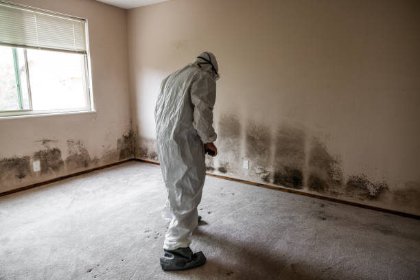 Mold Removal and Inspection in Winfield, IN