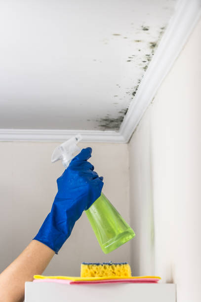 Best Crawl Space Mold Removal  in Wfield, IN